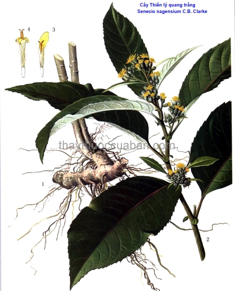Cây Thiên Lý Quang Trắng - Senecio Nagensium