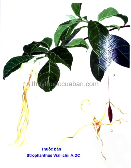 Hình ảnh cây thuốc bắn