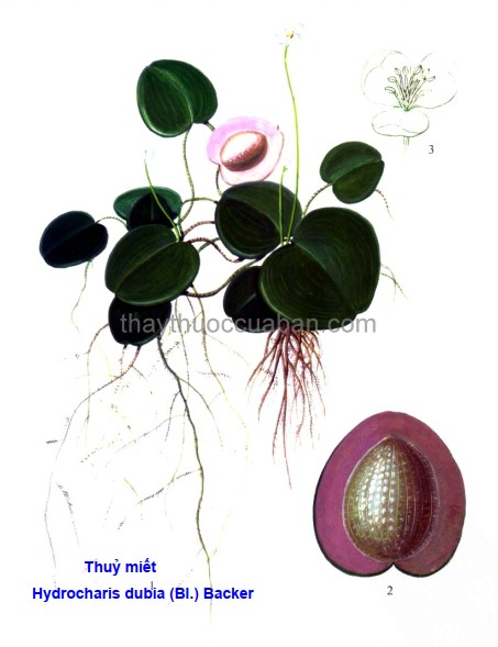 Hình ảnh cây Thuỷ miết