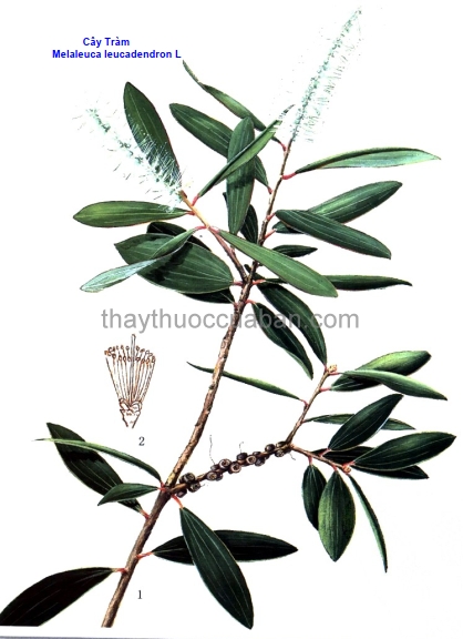 Hình ảnh Cây Tràm lá dài - Melaleuca Leucadendra