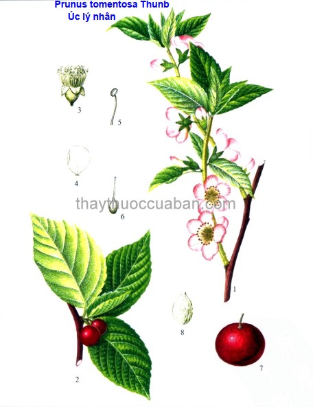 Hình ảnh cây Úc lý nhân