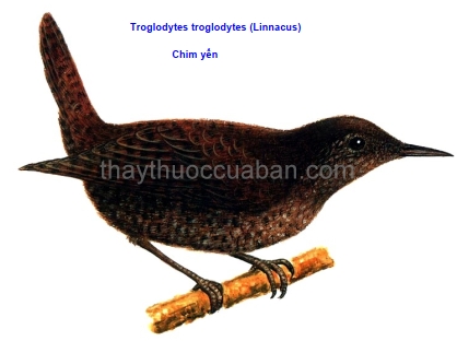 Hình ảnh chim yến