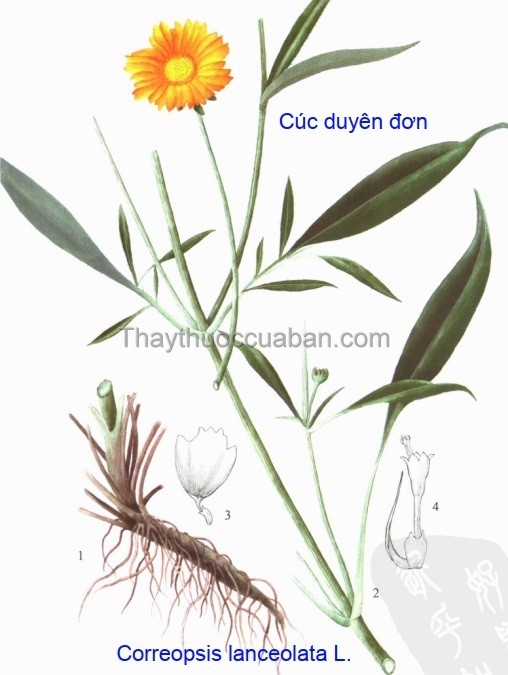 Hình ảnh cây cúc duyên đơn