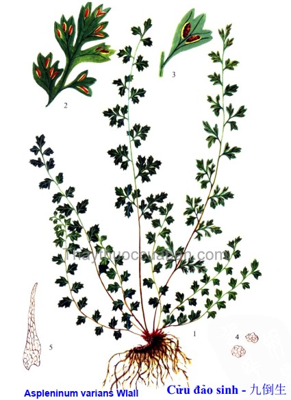 Cây Cửu đảo sinh