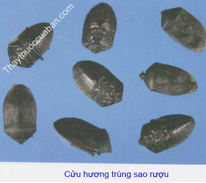 Hình ảnh vị thuốc cửu hương trùng sao rượu