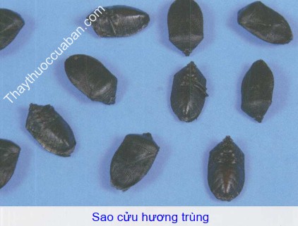 Hình ảnh cửu hương trùng sao