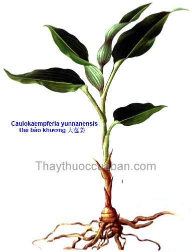 Đại bào khương