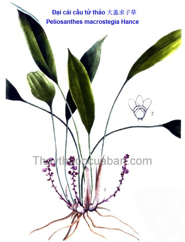 Đại cái cầu tử thảo