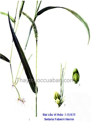 Đại cẩu vĩ thảo