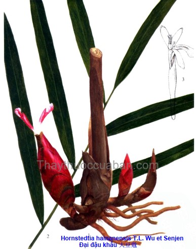 Vị thuốc đại đậu khấu