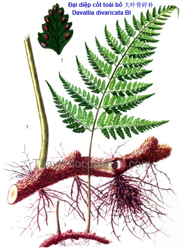 Đại diệp cốt toái bổ