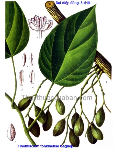 Vị thuốc đại diệp đàng