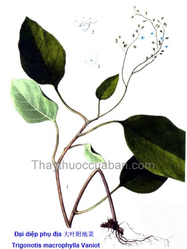 Đại diệp phụ địa