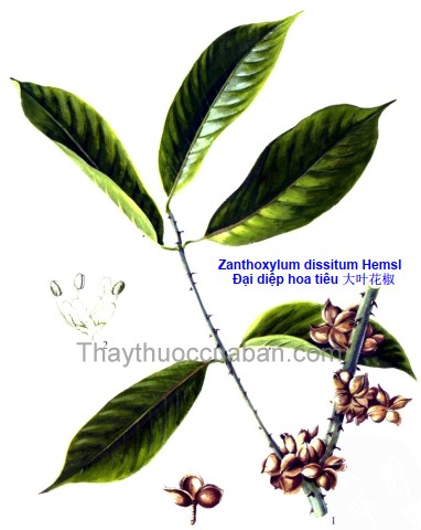 Đại diệp hoa tiêu