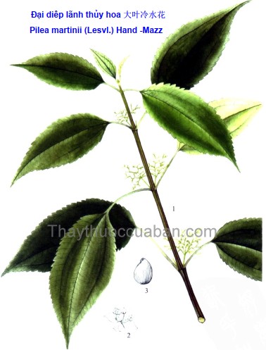 Đại diêp lãnh thủy hoa