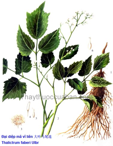 Vị thuốc đại diệp mã vị liên