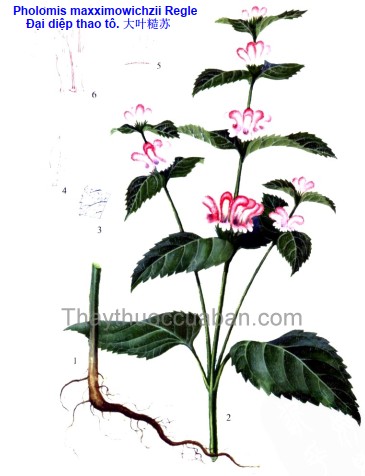 Đại diệp thao tô