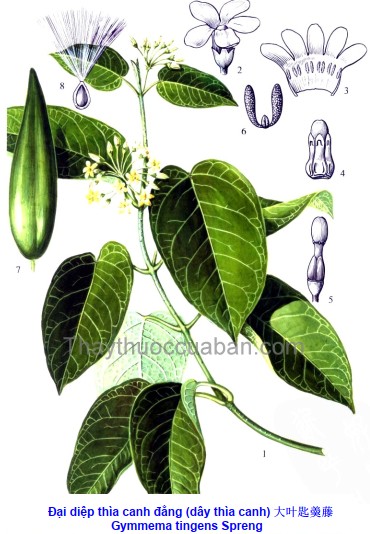 Đại diệp thìa canh đằng