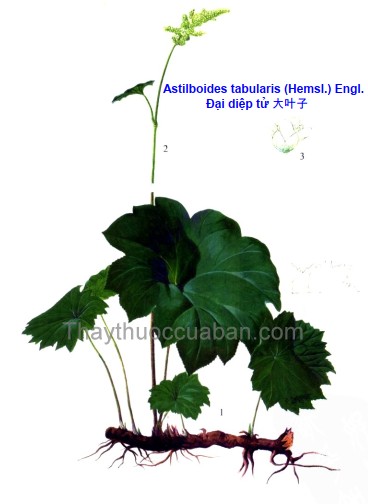 Vị thuốc đại diệp từ