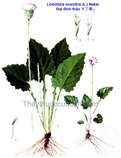 Vị thuốc đại đinh thảo