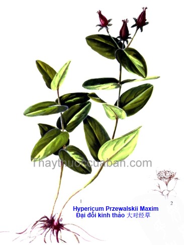 Đại đối kinh thảo