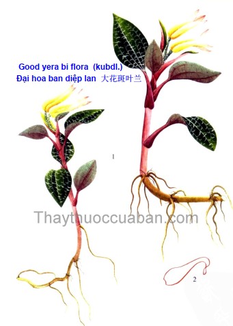 Đại hoa ban diệp lan