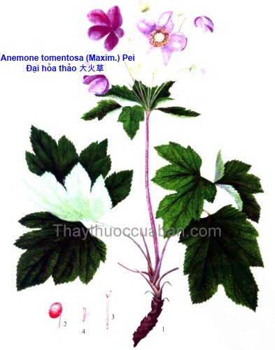 Vị thuốc đại hoả thảo