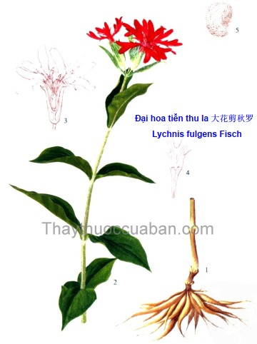 Đại hoa tiễn thu la 