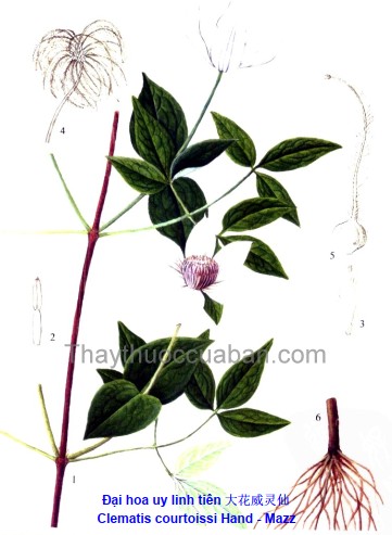 Đại hoa uy linh tiên