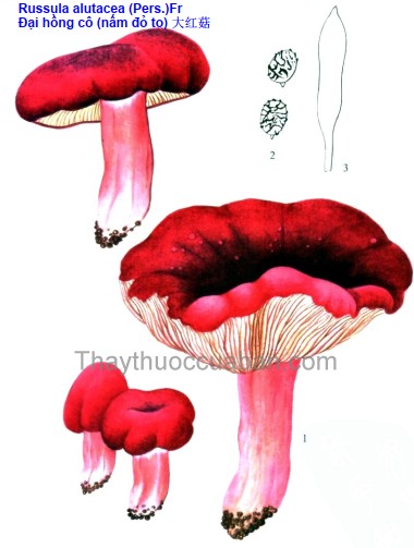 Vị thuốc đại hồng cô