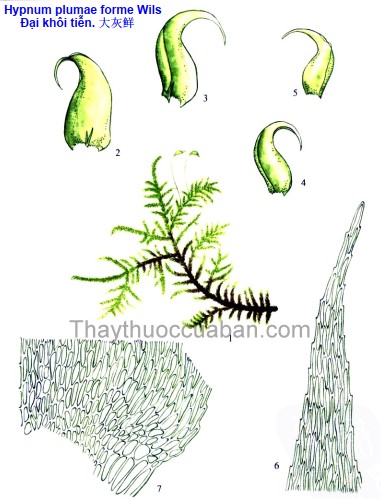 Vị thuốc Đại khôi tiễn