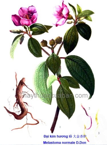 Đại kim hương lô