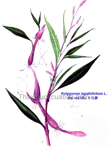 Vị thuốc đại mã liêu