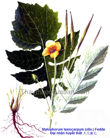 Đại nhân huyết thất