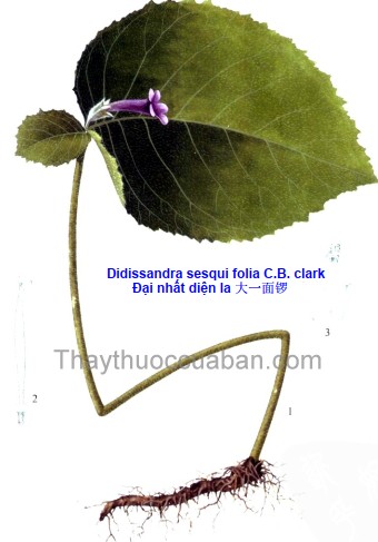 Đại nhất diện la