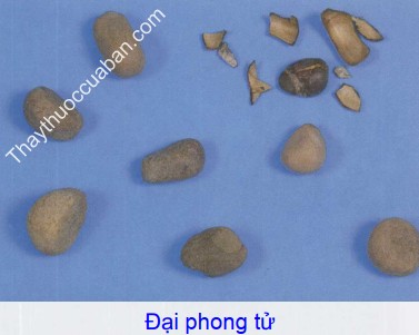 Hình ảnh vị thuốc đại phong tử