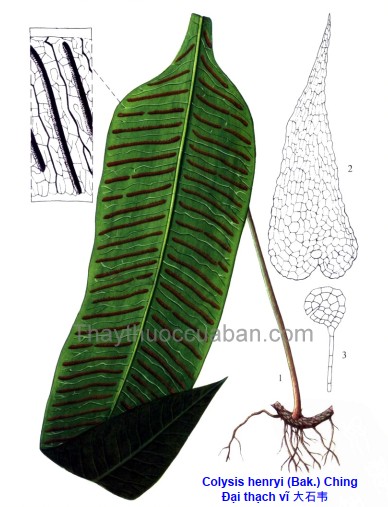 Vị thuốc đại thạch vĩ