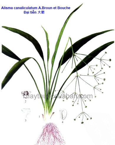 Vị thuốc đại tiễn