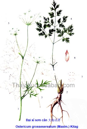 Đại xỉ sơn cân