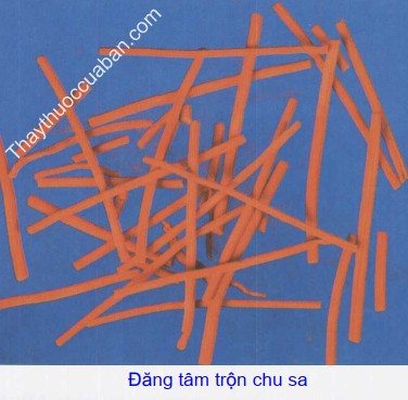 Hình ảnh đăng tâm trộn chu sa