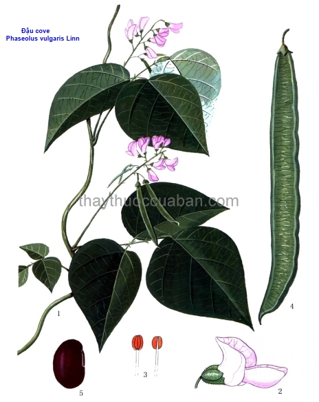 Hình ảnh Đậu cô ve- Phaseolus vulgaris 