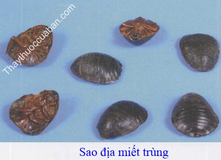 Hình ảnh địa miết trùng sao