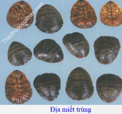 Hình ảnh địa miết trùng (gián đất)