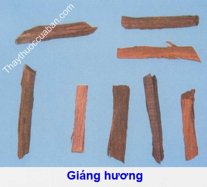 Hình ảnh vị thuốc giáng hương