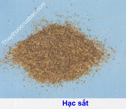 Hình ảnh vị thuốc hạc sắt