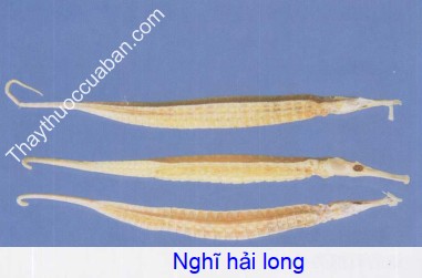 Hình ảnh nghĩ hải long