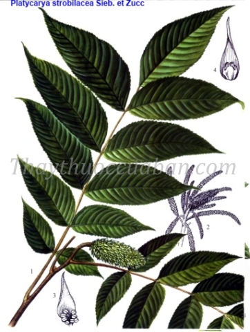 Vị thuốc hoa hương thụ