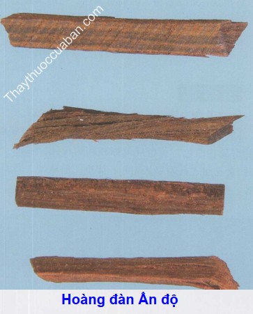 Hình ảnh hoàng đàn ẤN ĐỘ