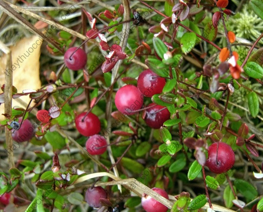 Vị thuốc Hồng mai thái tử quả nhỏ