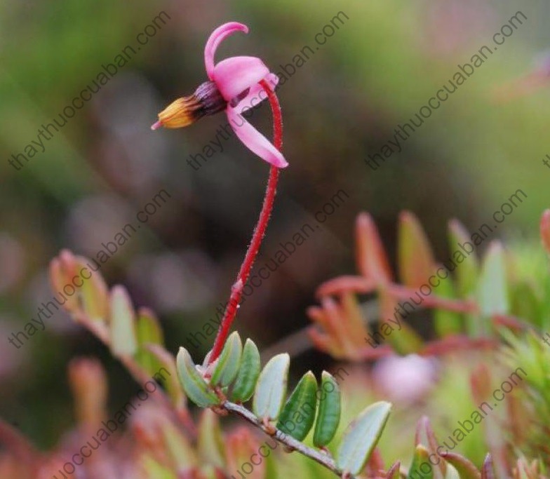 Vị thuốc Hồng mai thái tử quả nhỏ